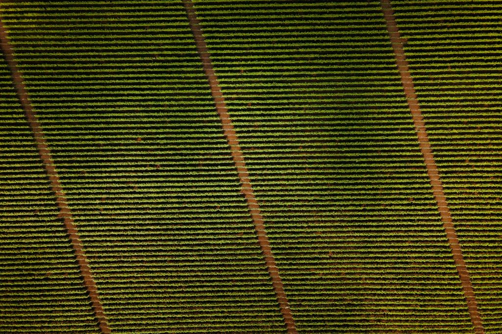 Vineyards, a suggestive aerial image over a vineyards in an amazing landscape,- Innovaciones del Uso de Drones en el sector de la Agricultura - RocDron, Operadora profesional de drones y entidad de formación